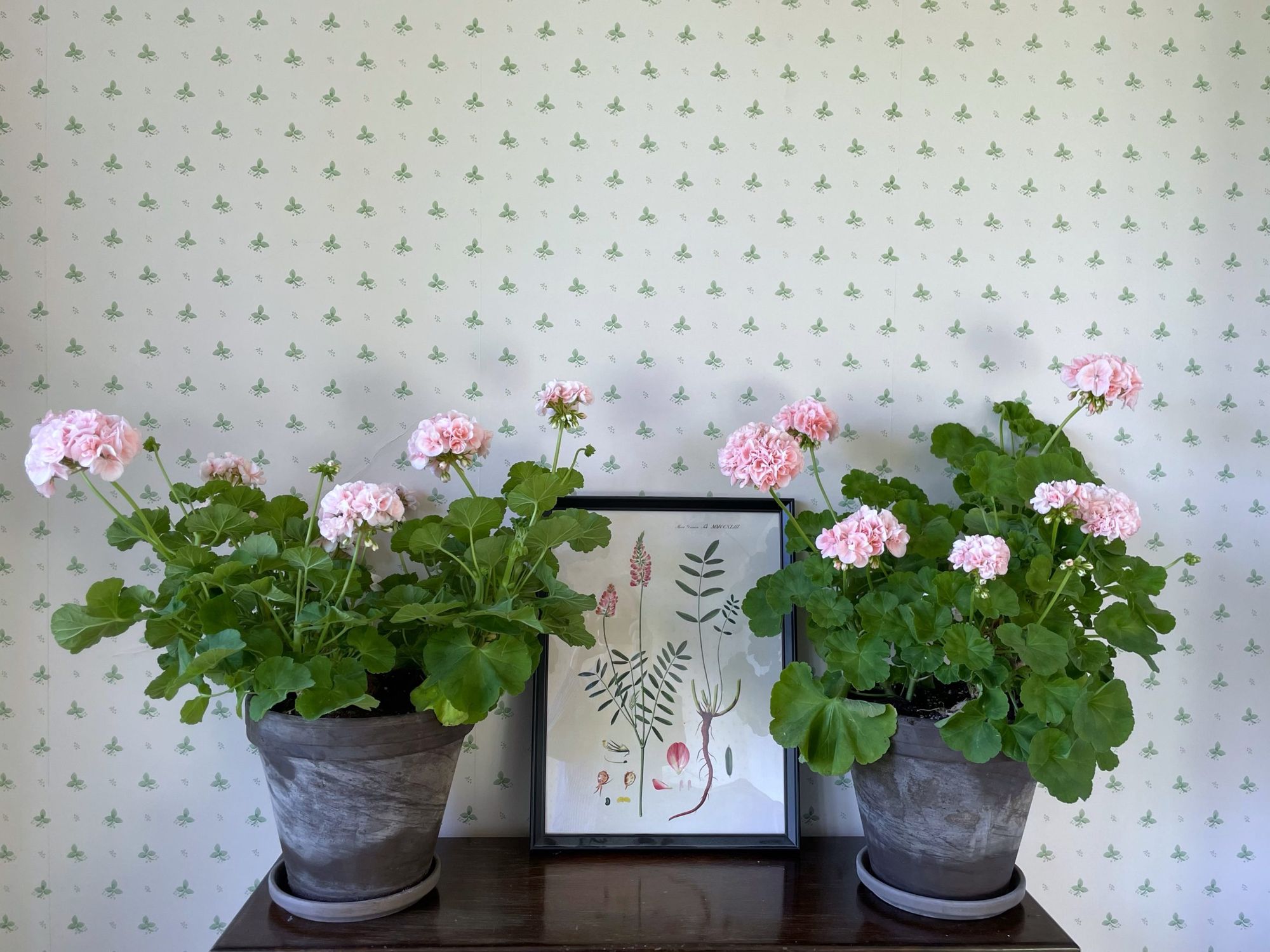 To blomstrende pelargonier i lerpotter foran en bladtapet og et indrammet botanisk tryk